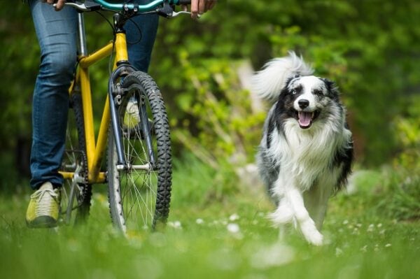 Hundegesundheitstrainer Ausbildung ATM - Border Collie läuft neben Fahrrad