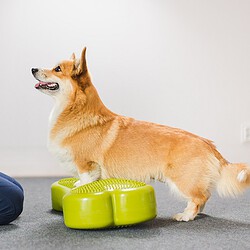 Hundegesundheitstrainer Ausbildung ATM - Hund trainiert auf Fit Pad