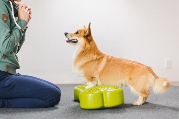 Hundegesundheitstrainer Ausbildung ATM - Hund trainiert auf Fit Pad