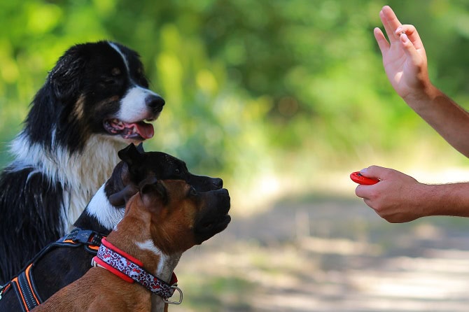 Hundephysiotherapie Ausbildung ATM - 3 Hunde im Hundetraining mit Clicker