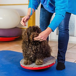 Tierphysiotherapie Ausbildung ATM - Havaneser wird in Praxis auf Therapiekreisel trainiert