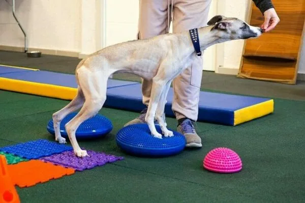 Tierphysiotherapie Ausbildung ATM - Windhund in Praxis beim Training auf wackeligen Untergründen