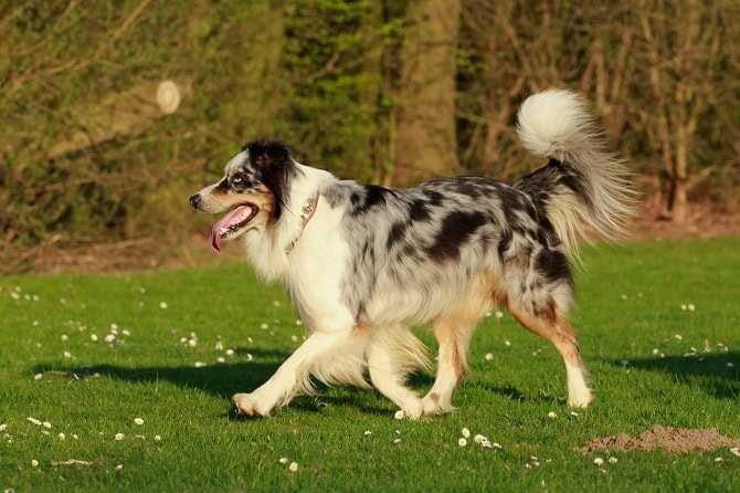 Hundephysiotherapie Ausbildung ATM - Ganbildanalyse Border im Trab