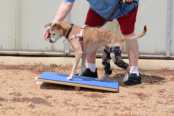 Weiterbildung Orthesen Hund ATM - beigefarbener Hund mit Orthesen an Hintergliedmaßen läuft angeleitet von Hundephysioherapeut über eine Wippe