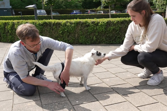 Weiterbildung Orthesen Hund ATM - Hundephysioherapeut legt weißem Hund eine Orthese an