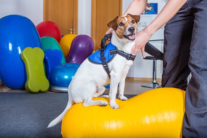 Weiterbildung Orthesen Hund ATM - Jack Russel in Physiotherapie auf Erdnuss