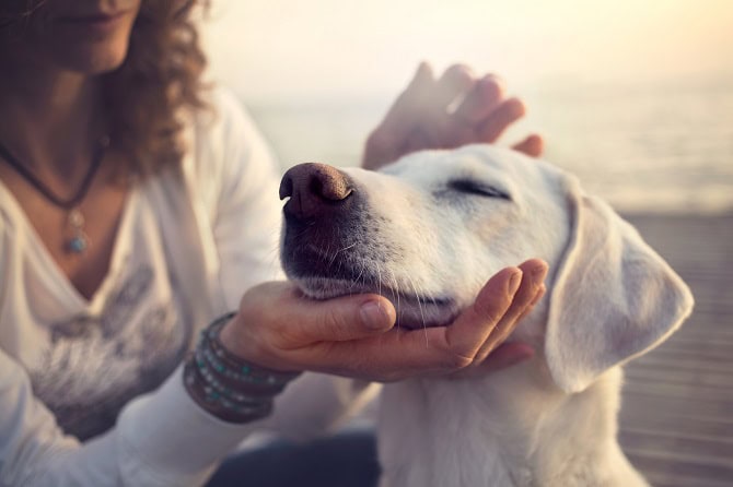 Therapien ATM - Kinesiologie, Frau behandelt weißen Hund