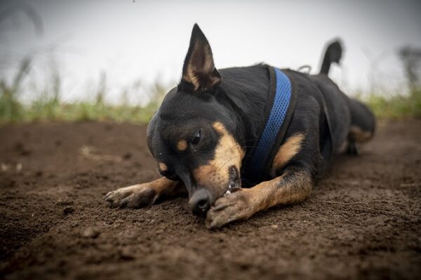 Tierpsychosomatik Ausbildung ATM - Hund leckt Pfote