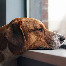 Tierpsychosomatik Ausbildung ATM - Hundekopf auf Fensterbrett, wirkt traurig