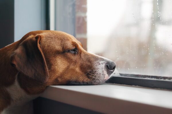 Tierpsychosomatik Ausbildung ATM - Hundekopf auf Fensterbrett, wirkt traurig