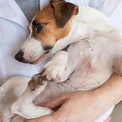 Tierpsychosomatik Ausbildung ATM- Jack Russel Terrier mit Dermatitis auf dem Arm eines Therapeuten