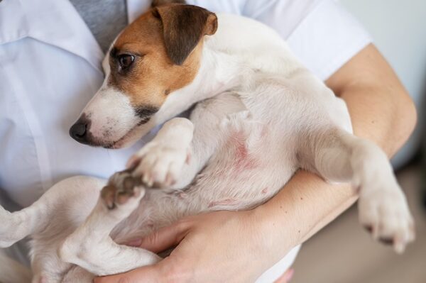 Tierpsychosomatik Ausbildung ATM- Jack Russel Terrier mit Dermatitis auf dem Arm eines Therapeuten