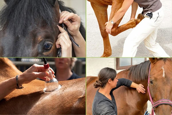 Ausbildungskombination Physiotherapie und Tierheilpraktiker Pferd ATM - Bildercollage