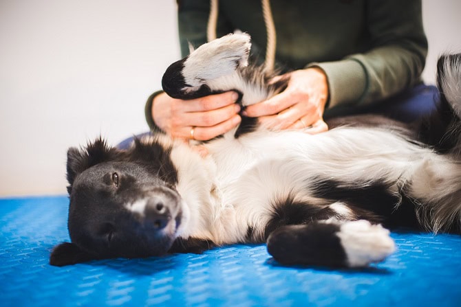 Hundephysiotherapie Ausbildung ATM - Border Collie in Behandlung