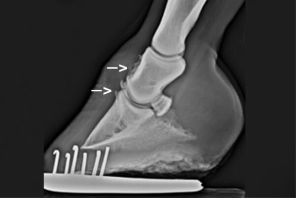Arthrose beim Pferd – Ursachen, Entstehung, Prävention » ATM Akademie