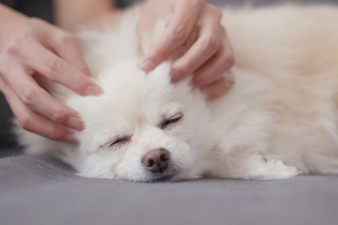 Integrative manuelle Therapien Hund ATM - weißer Hund in osteopathischer Behandlung