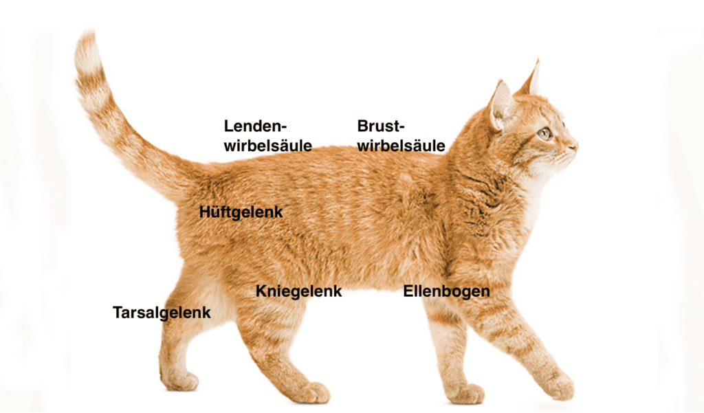 Osteoarthritis bei der Katze häufigste betroffene Gelenke