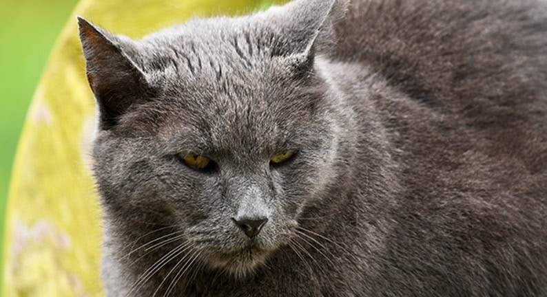 Alte graue Katze