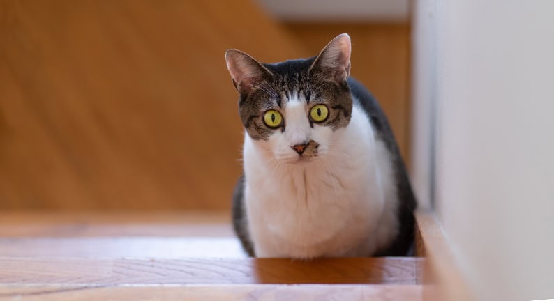 Mehrfarbige Katze auf einer Treppe