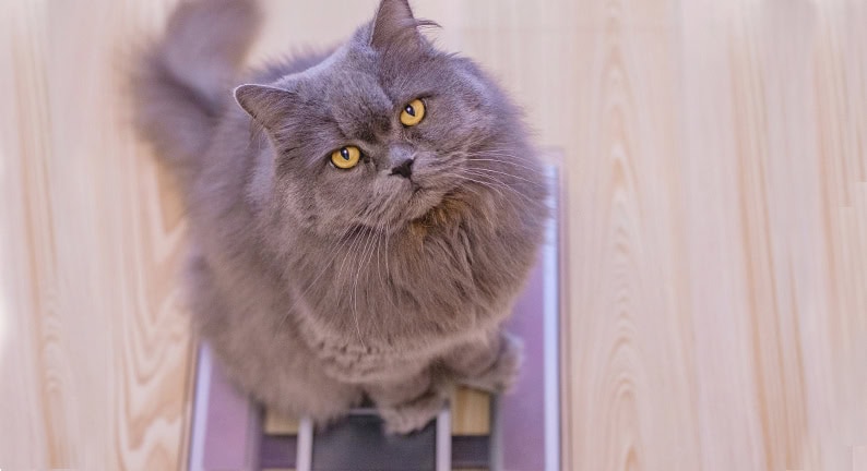 Osteoarthritis bei der Katze - Wiege für Gewichtskontrolle