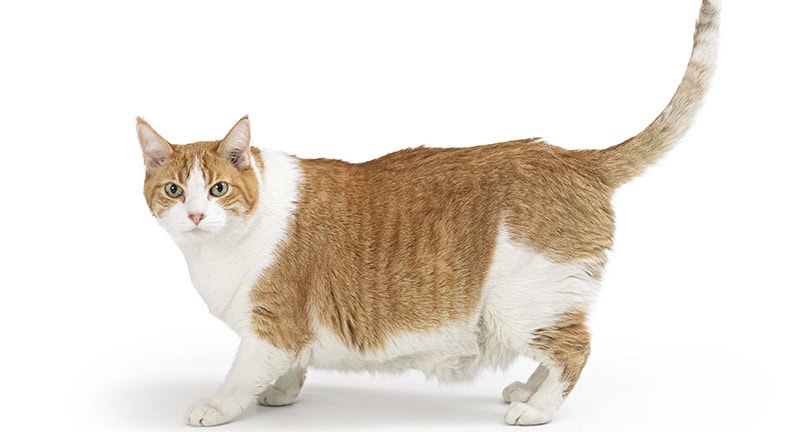 Dicke rot-weiße Katze