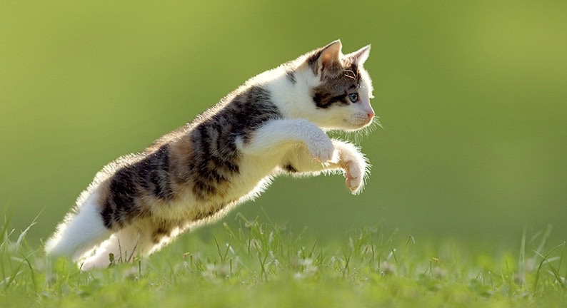 ATM Akademie- Junge springende Katze: Ostearthritis kann auch junge Katzen treffen