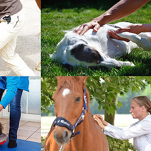 Tierphysiotherapie Ausbildung ATM in 18 Monaten - Bildercollage Physiotherapie Hund oder Pferd