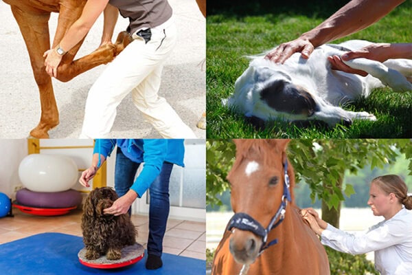 Tierphysiotherapie Ausbildung ATM in 18 Monaten - Bildercollage Physiotherapie Hund oder Pferd