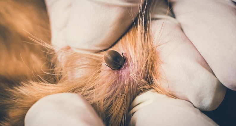 Zecke beim Hund