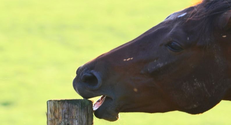 Pferd. Koppt. Zaunpfahl