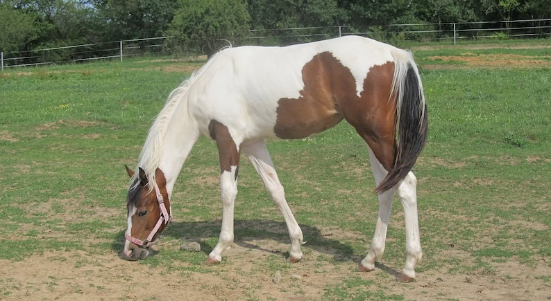 Pferd auf der Weide. Jundes Pferd