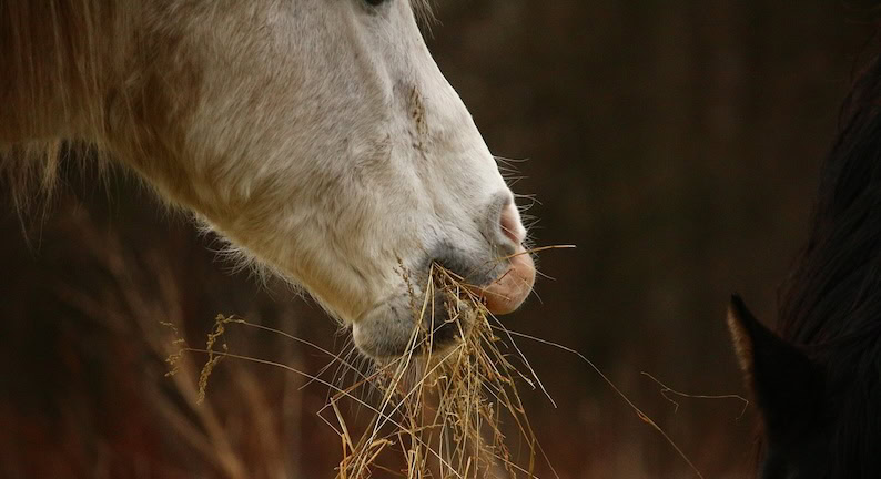 Pferd kaut Heu